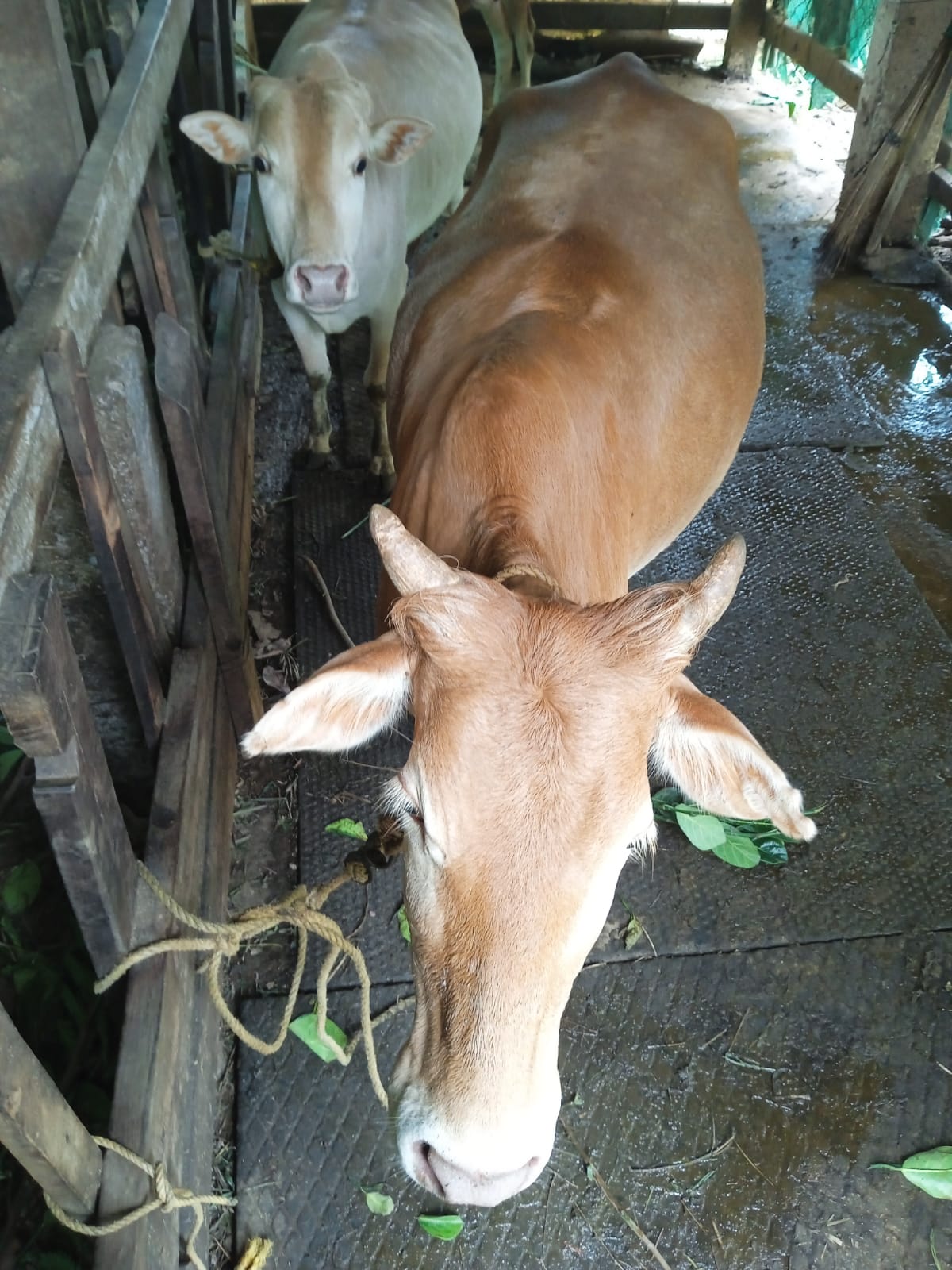 Vechoor Cattle