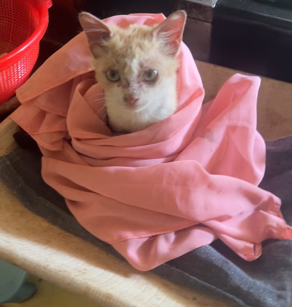 Baby cat available