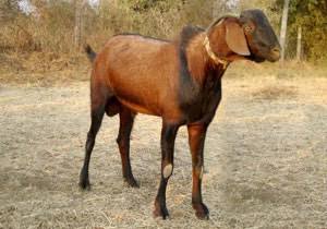 Malabari