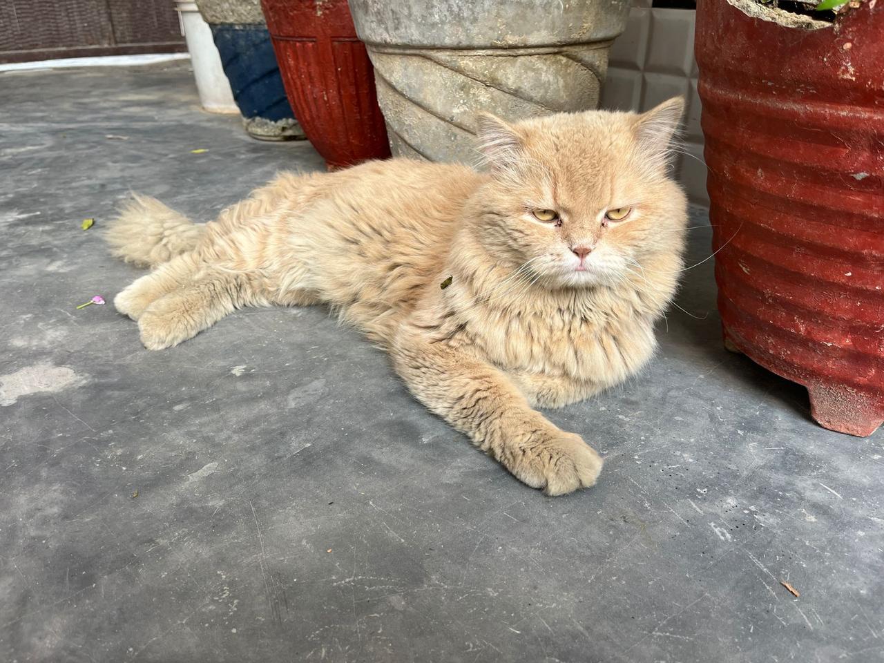 Persian kittens