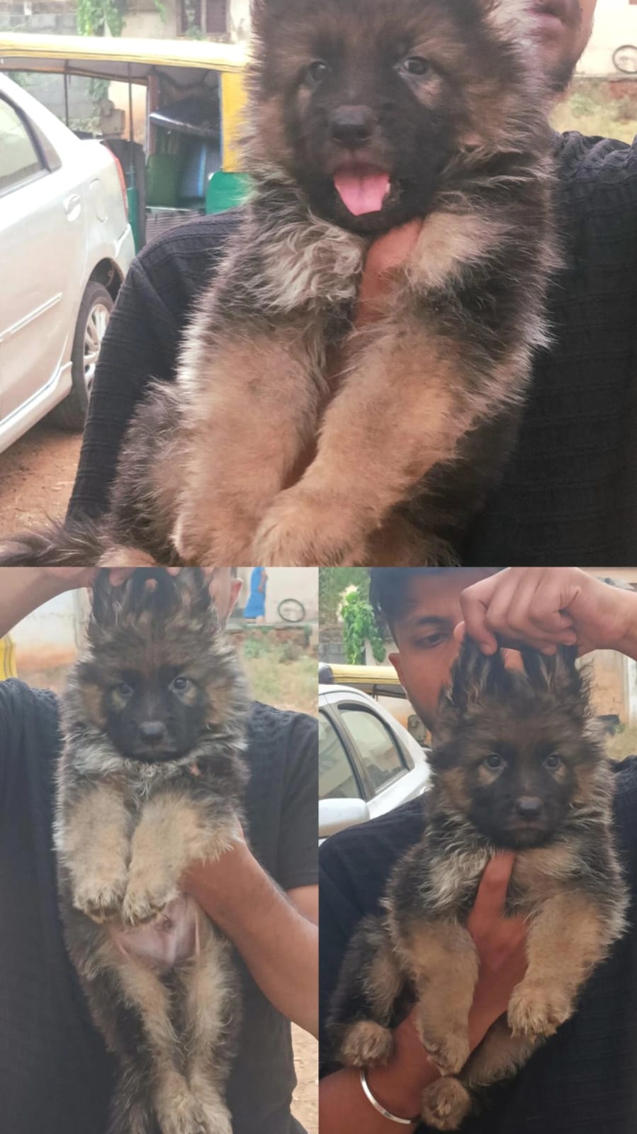 German shepherd