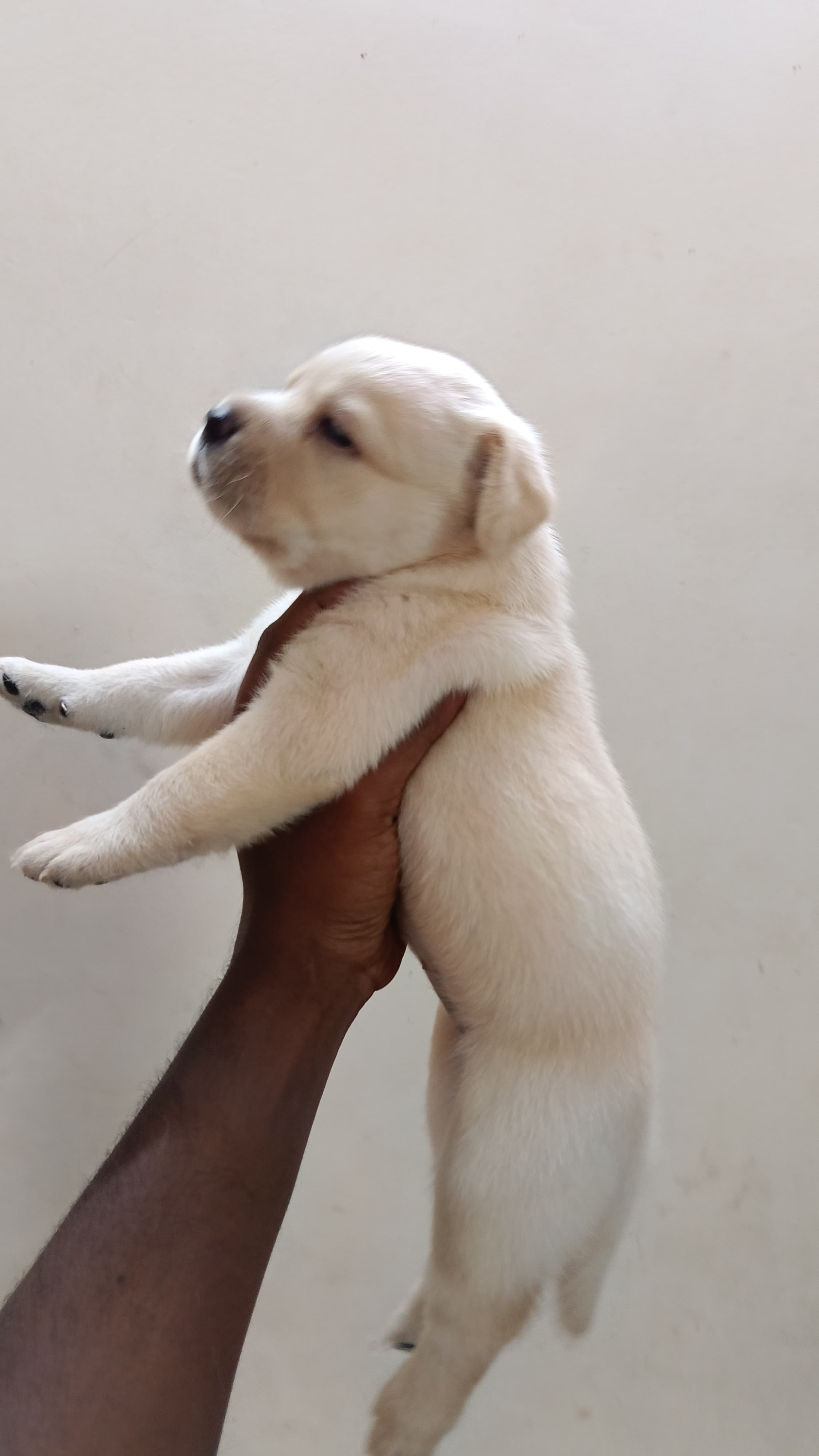 Lab