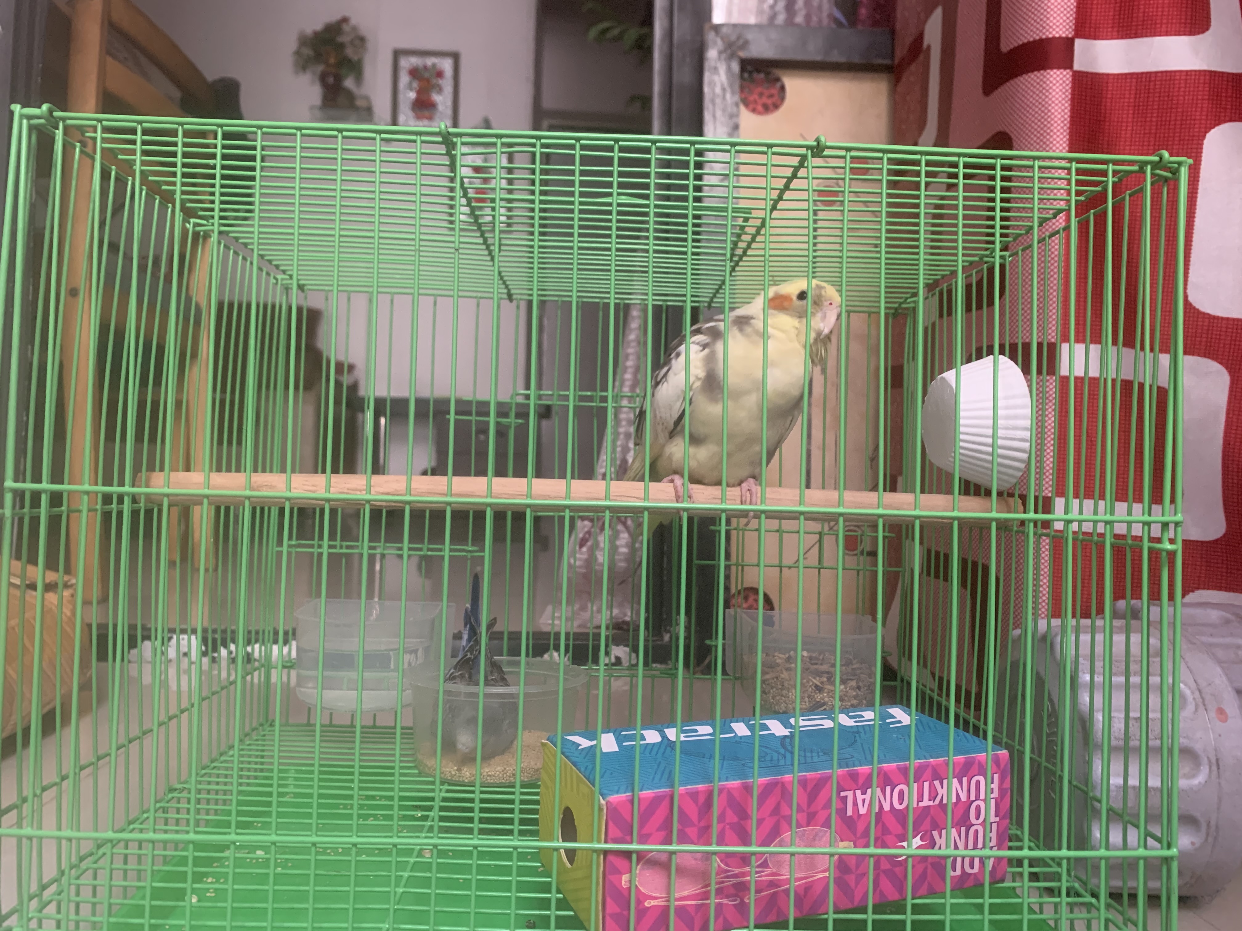 Cockatail bird