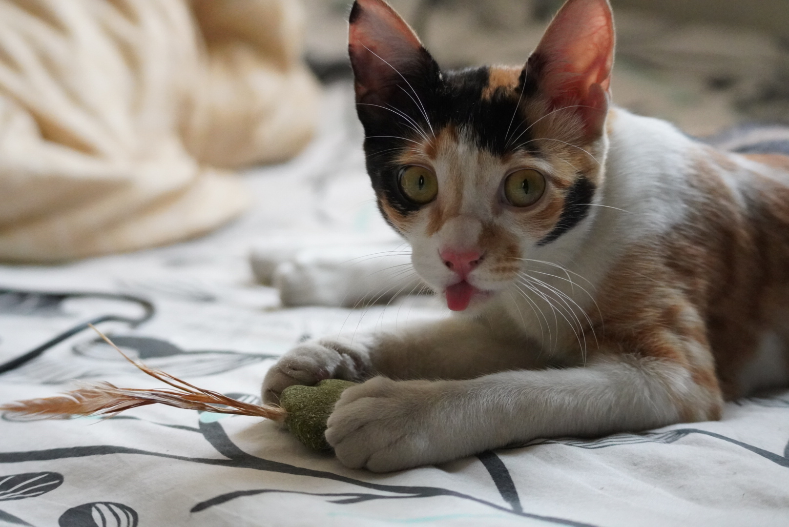 Calico cat