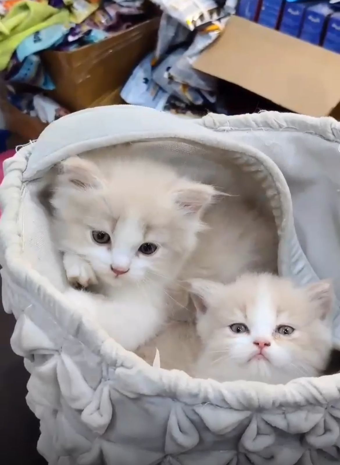 Persian kitten