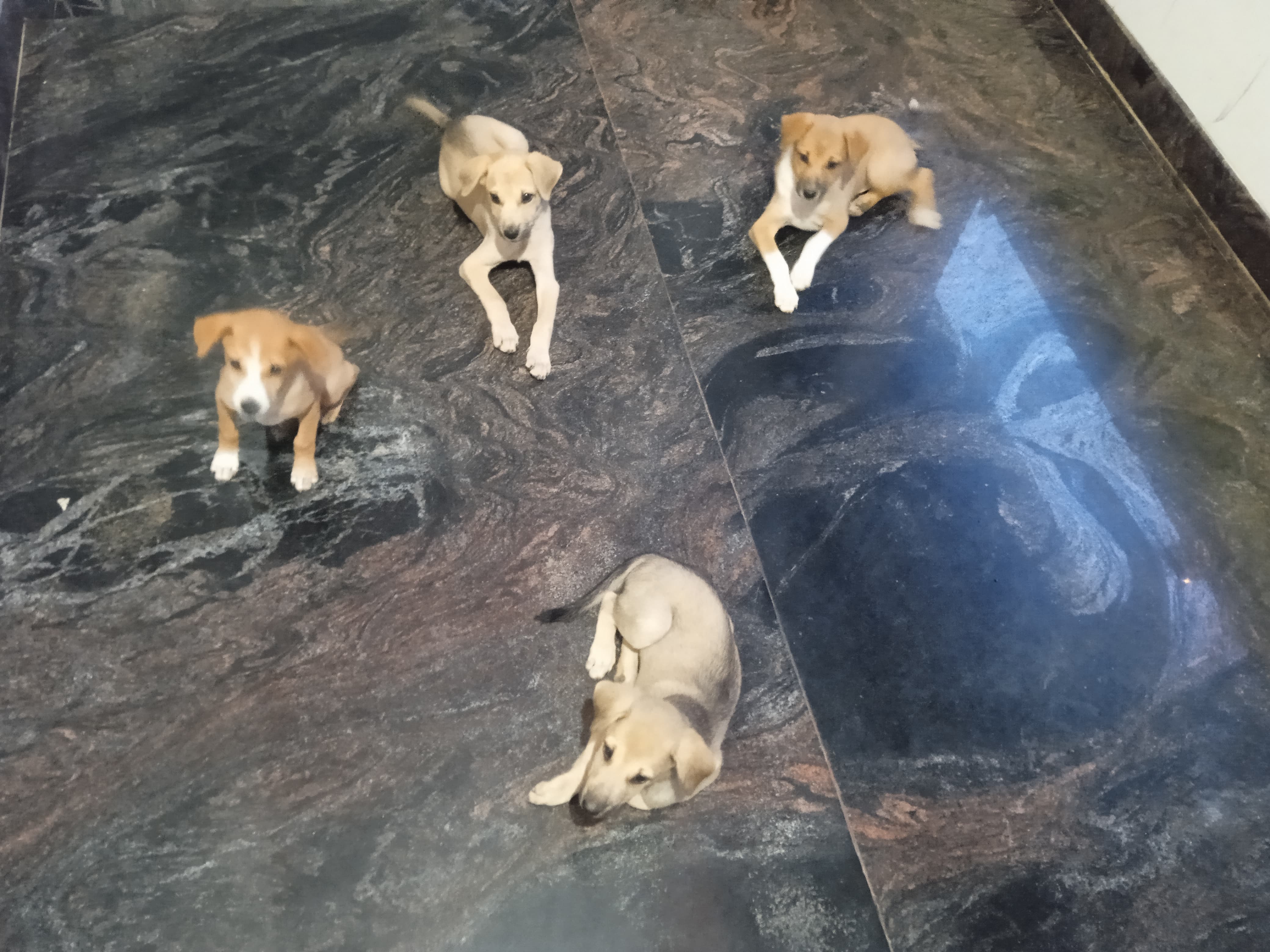 Indie Puppies