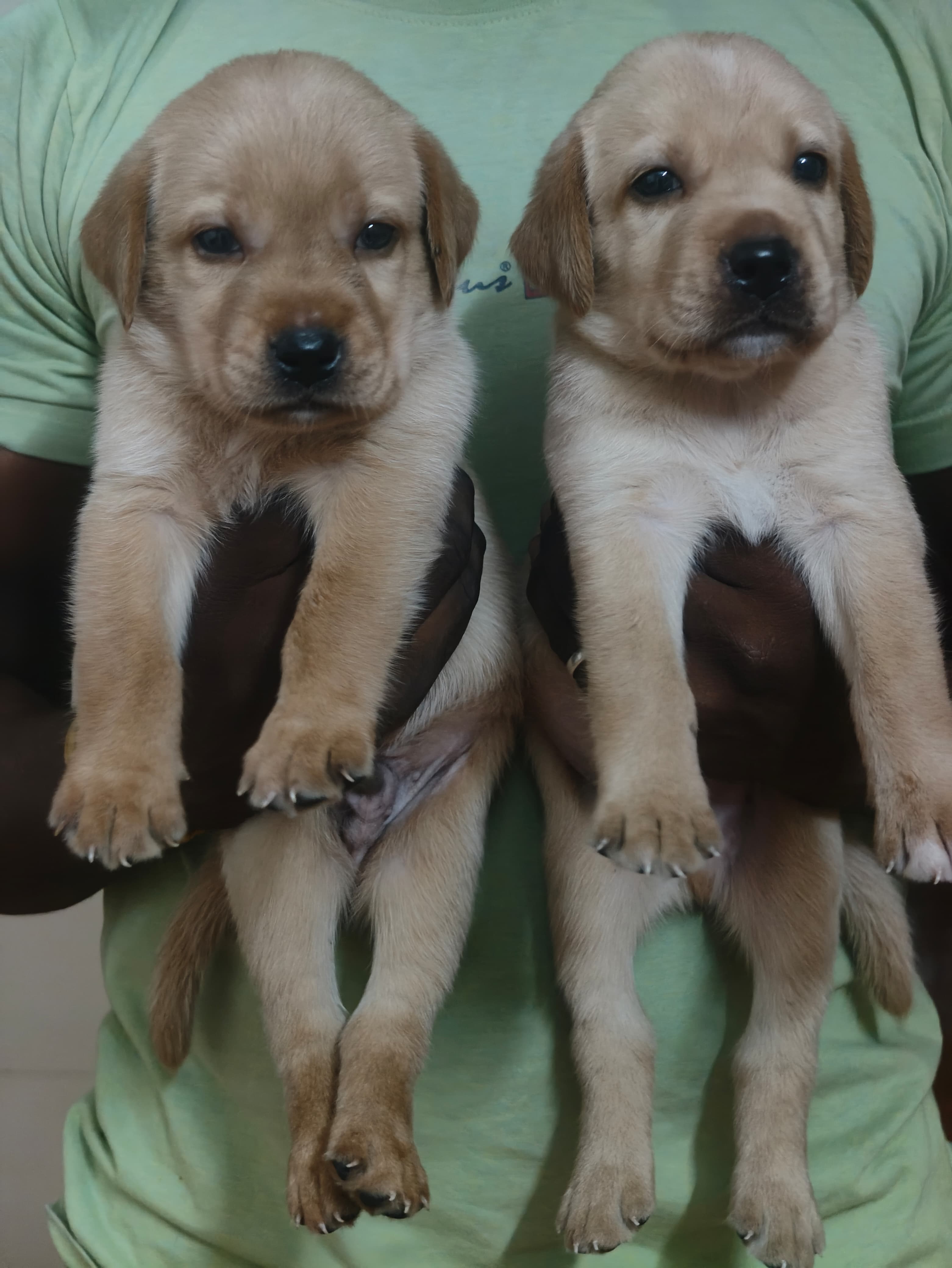 Lab