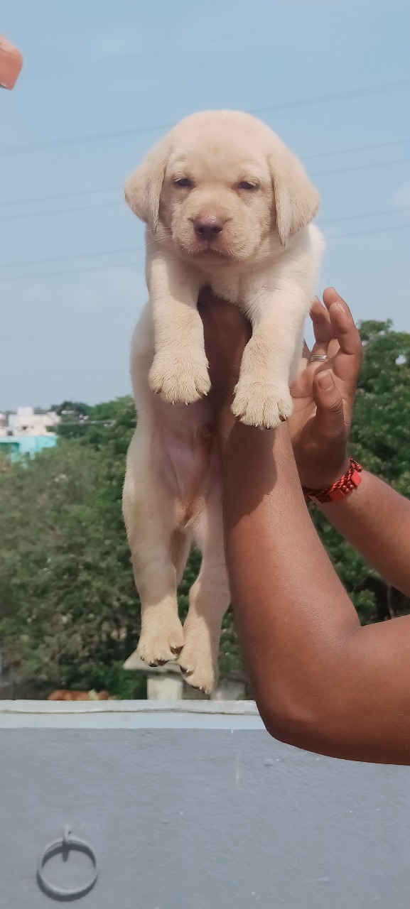 lab puppy