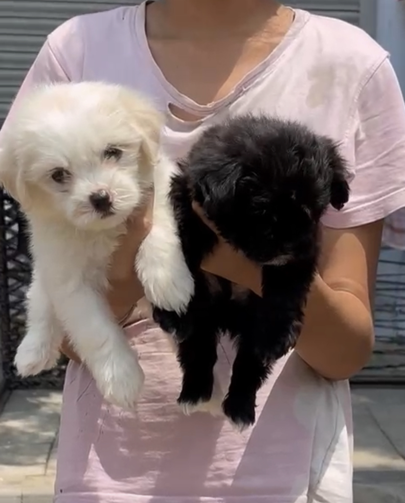 Lhasa Apso