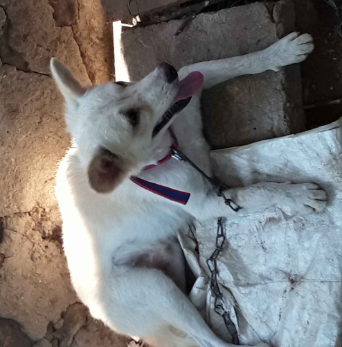1 year old dog 