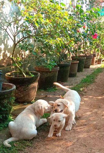 45 Days Old Labrador Puppies for Sale