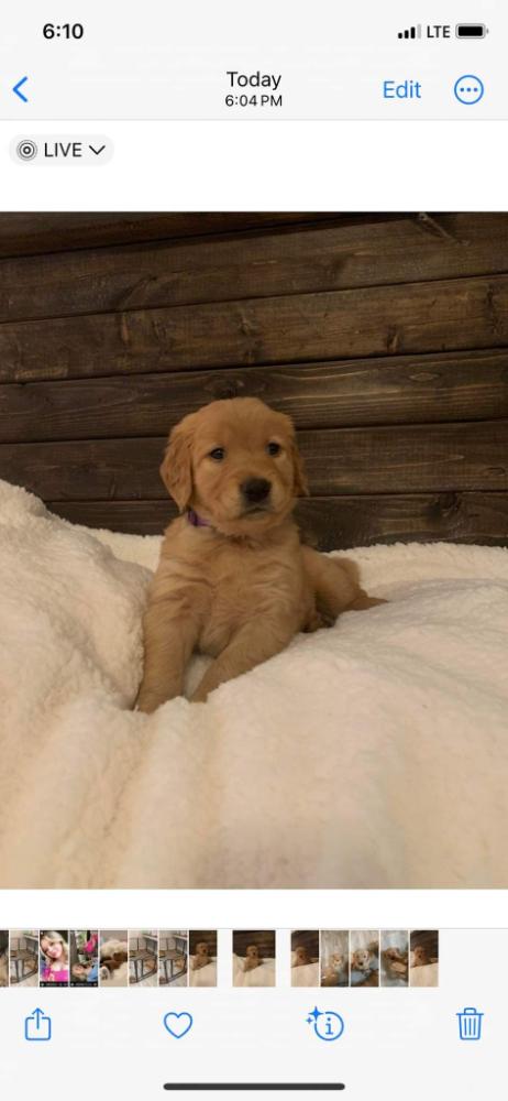 Golden retriever puppies price