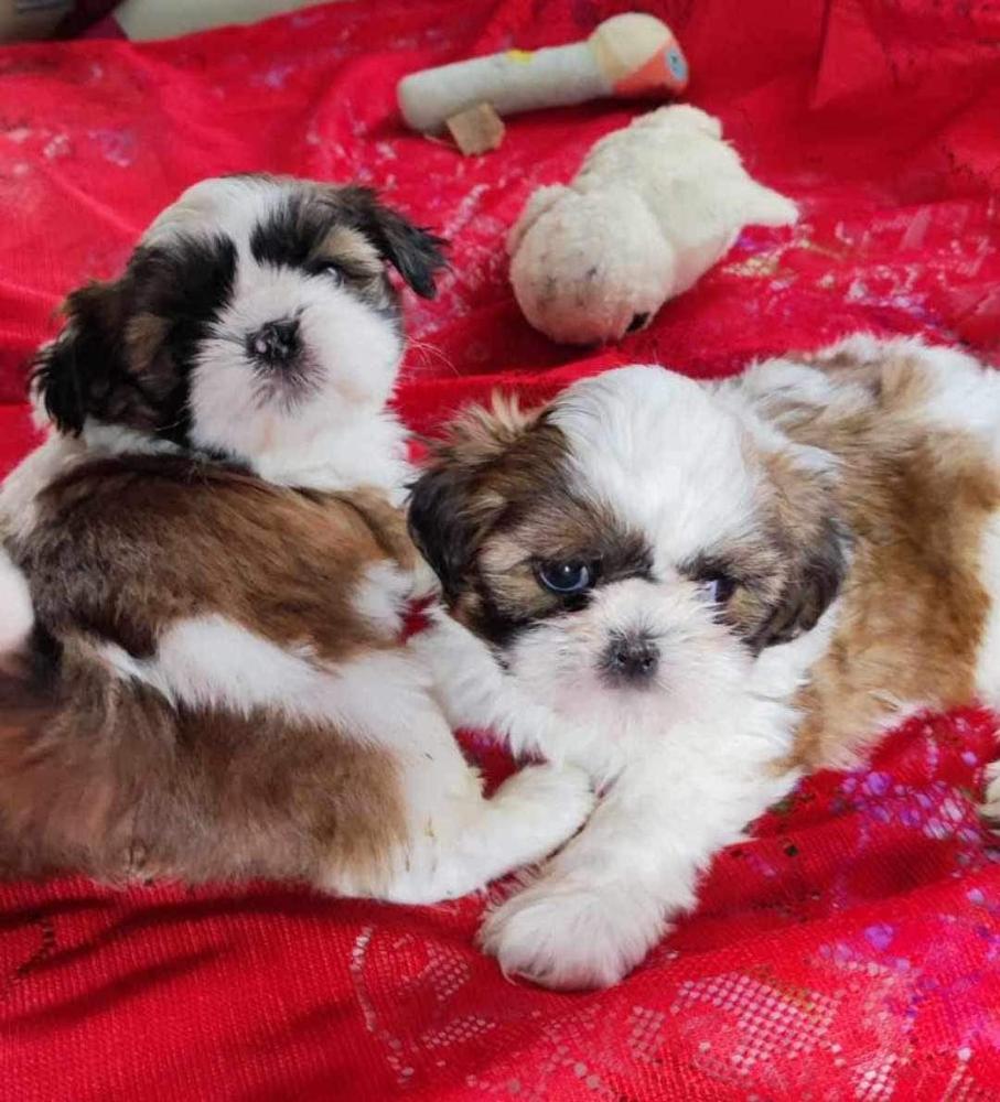 Shih Tzu puppies for sale