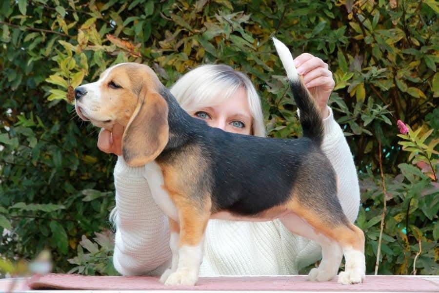Beagle puppy