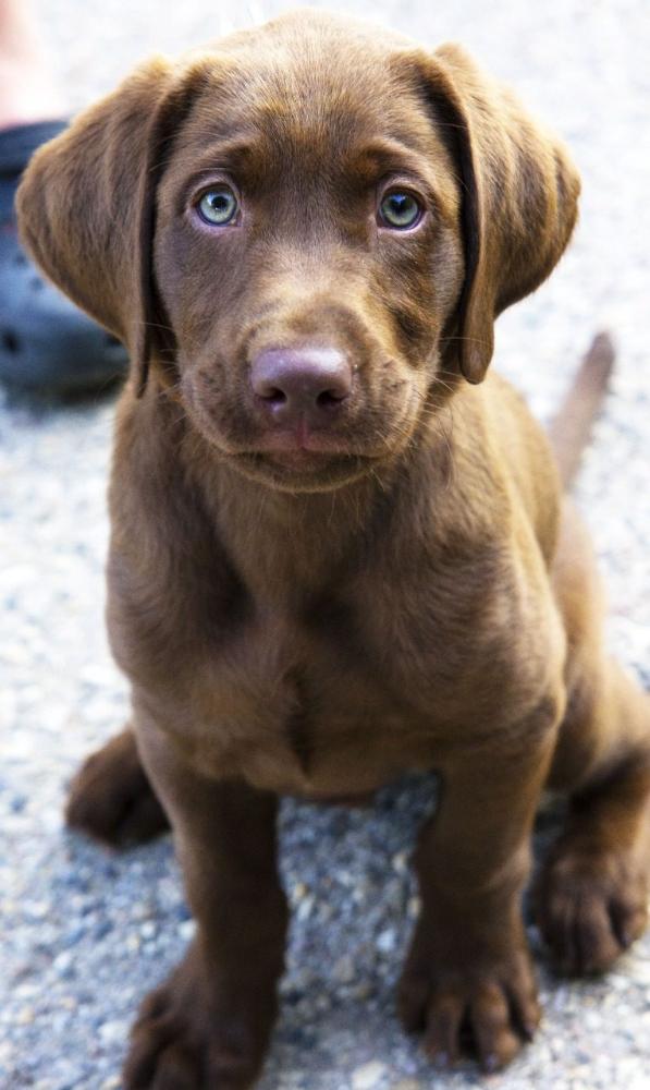 Labrador Retriever