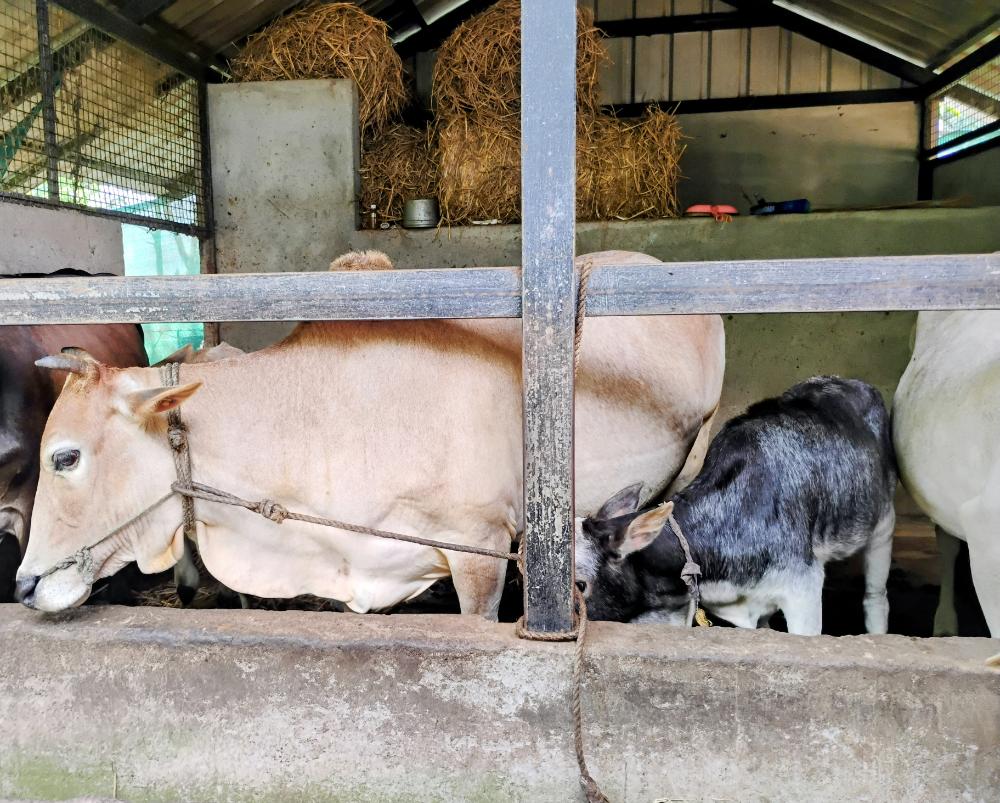 Original Vechur Cows & Calves – Rare Kerala Heritage Breed for Sale