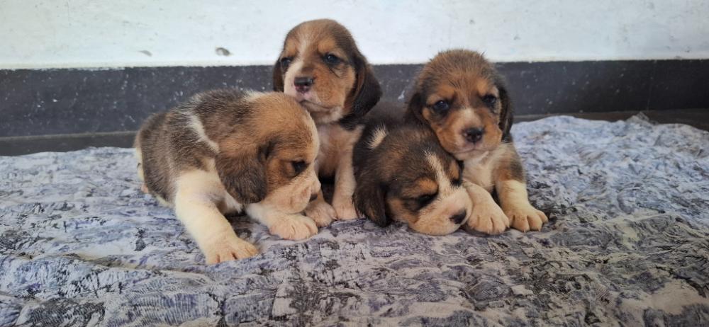 Beagle puppies for sale