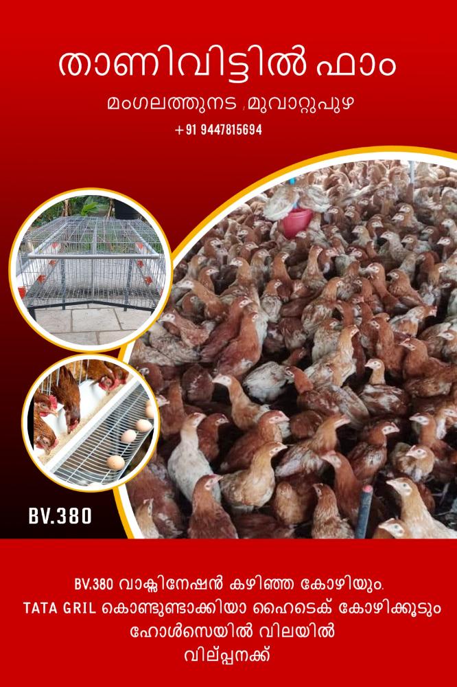 Bv380 chicken
