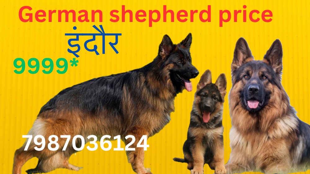 German Shepherd puppies for sale, Indore at sam kennel