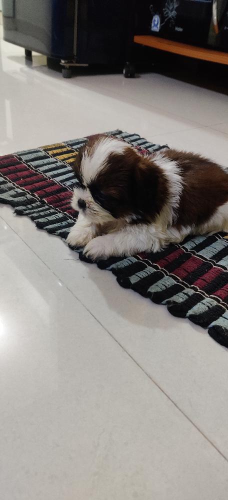 Shih tzu Male puppy