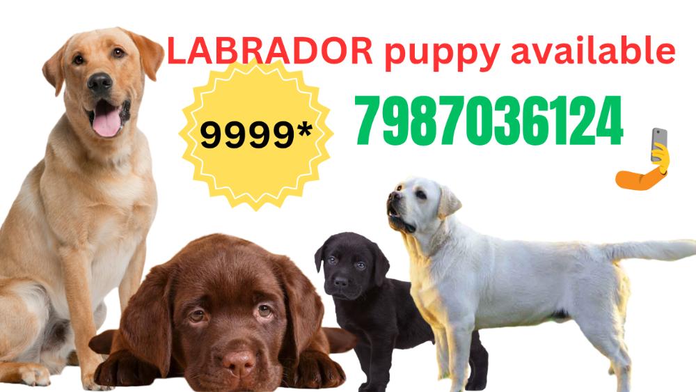 Labrador puppy for sale in Indore low price best quality