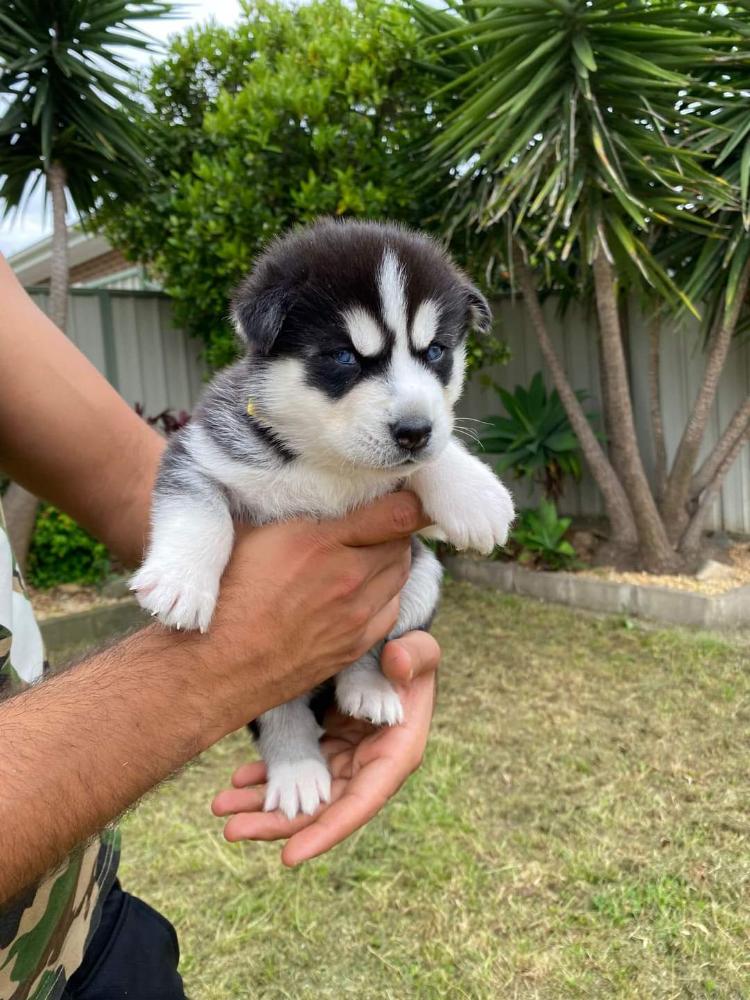 Husky puppies for sale