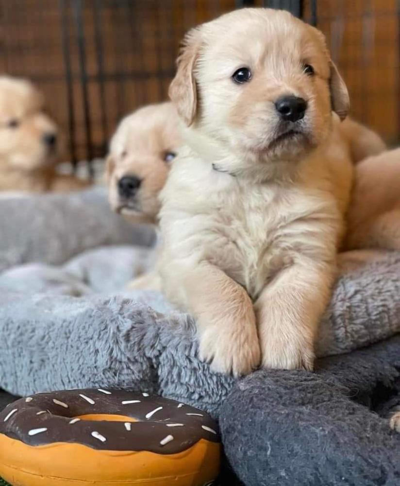 Golden retriever puppies for sale