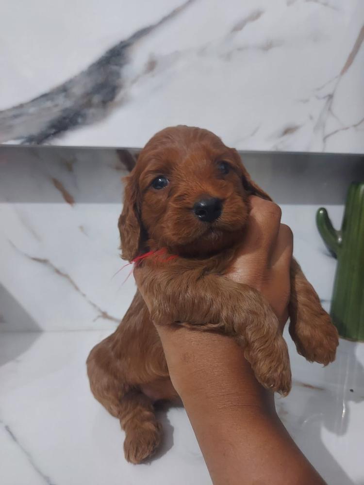 Puppies for sale near me