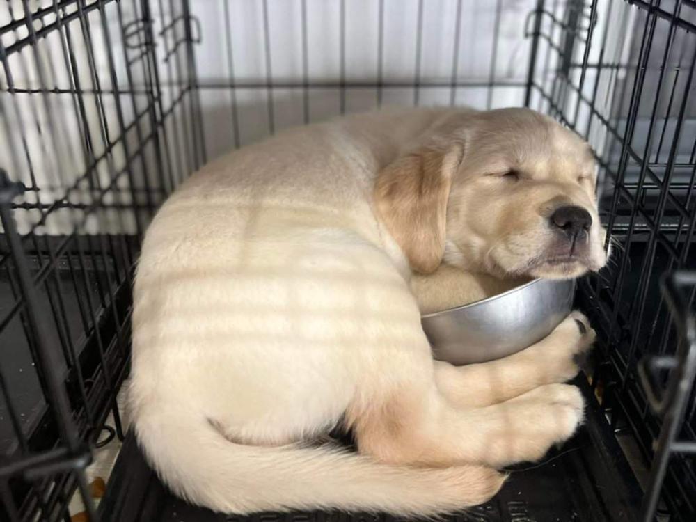 Labrador dog puppy for sale