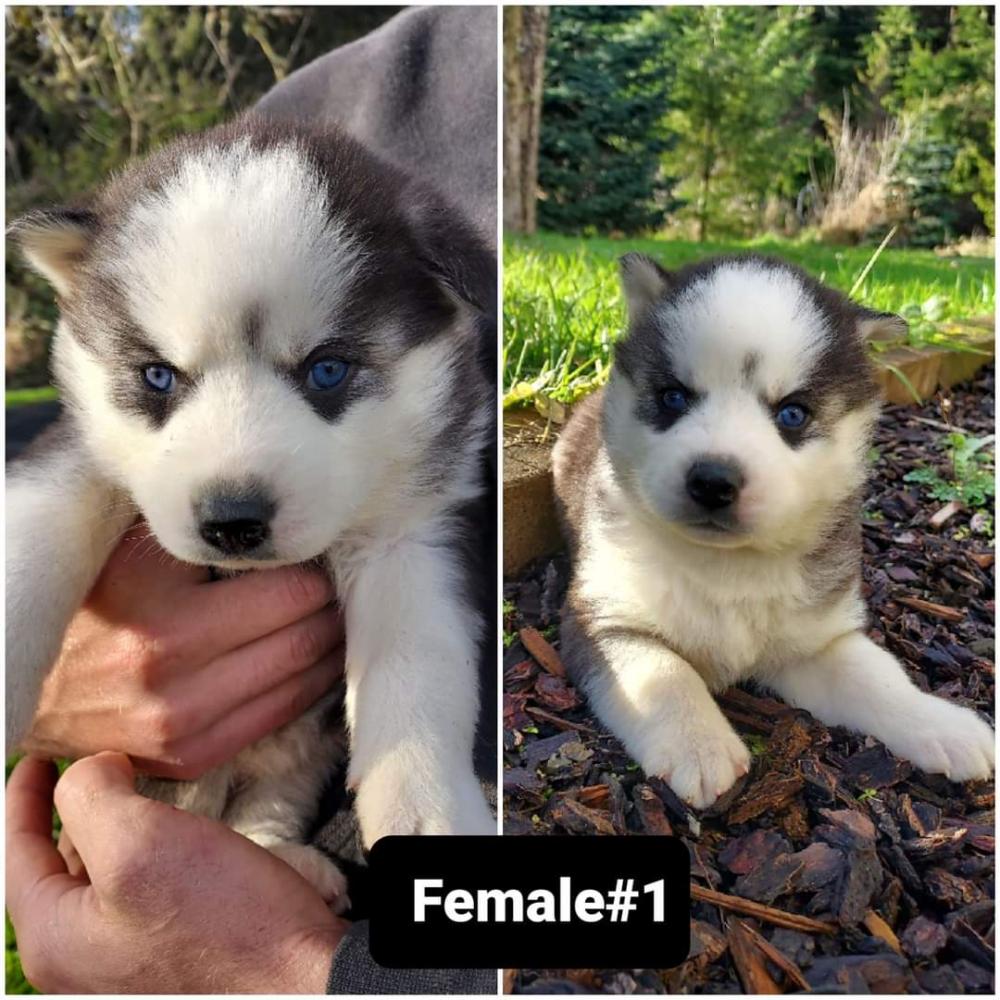 Husky puppies