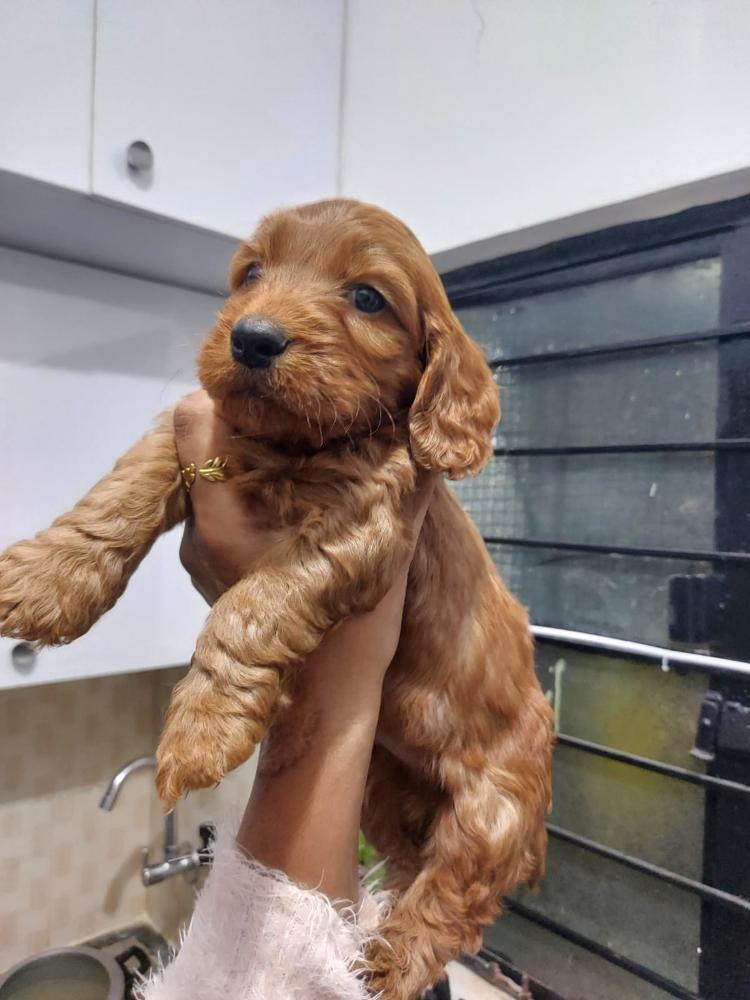 Cocker spaniel