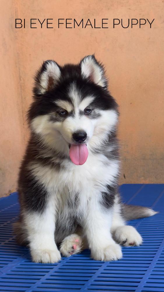 Husky puppies