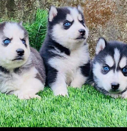 Husky puppies for sale