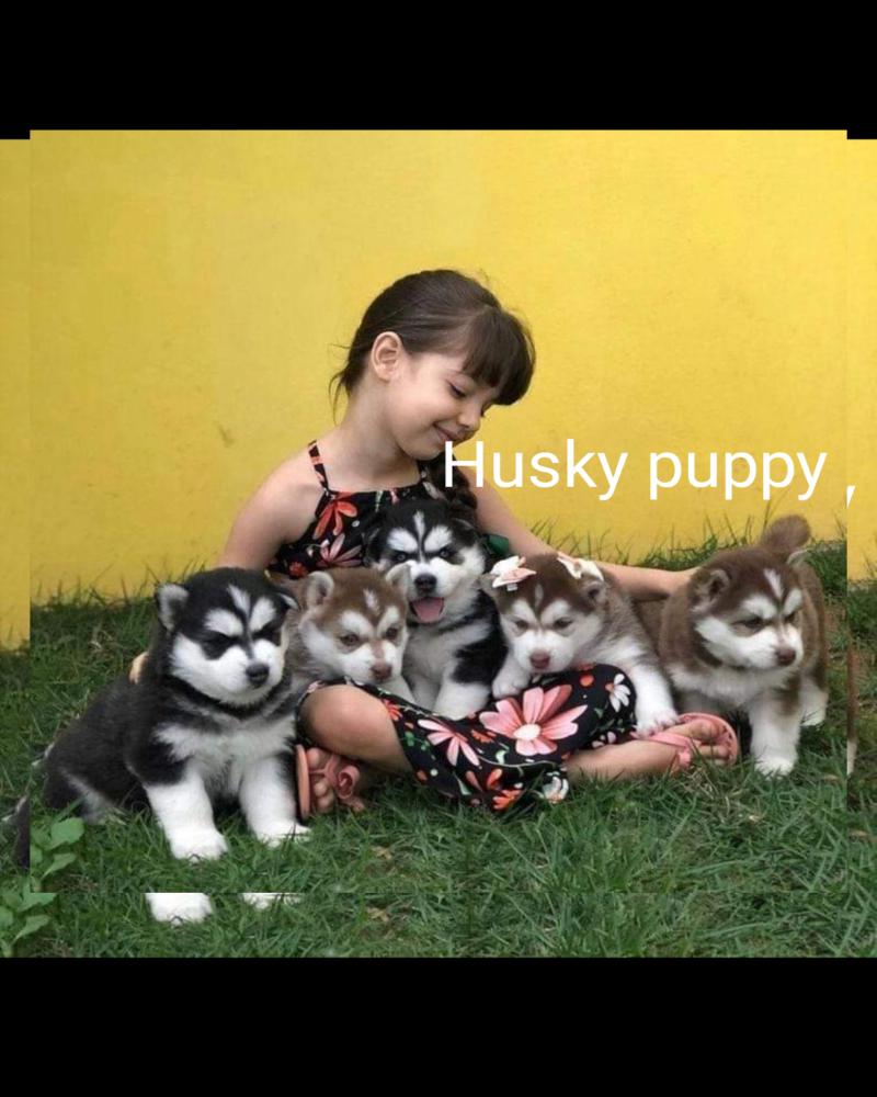 Puppies for sale in Bangalore