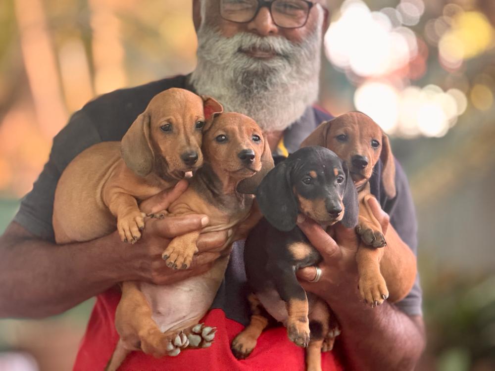 🐾 Dachshund Puppies Available 🐾