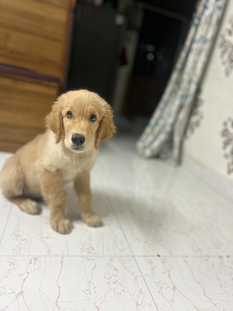 Golden Retriever dog for sale Male