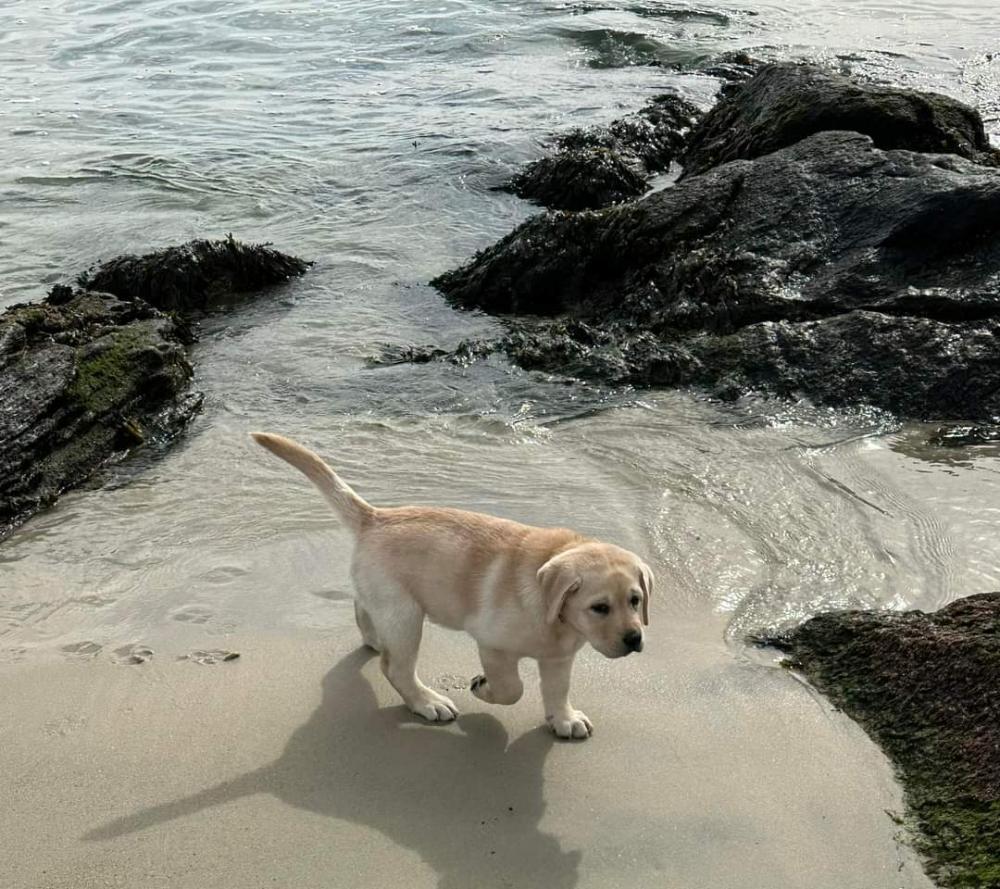 Labrador puppy price