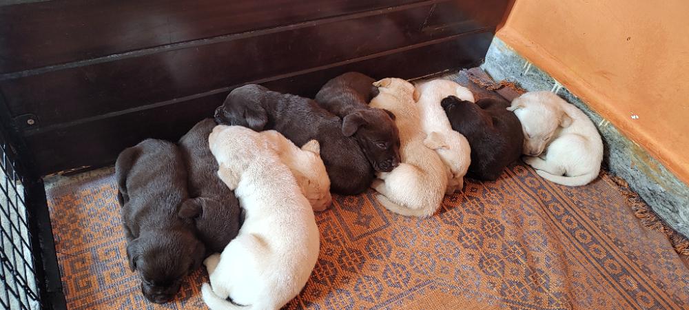 Labrador Puppies For Sale