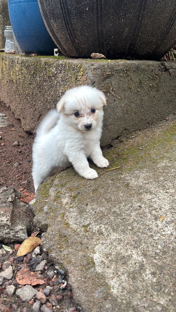 Pomeranian puppies