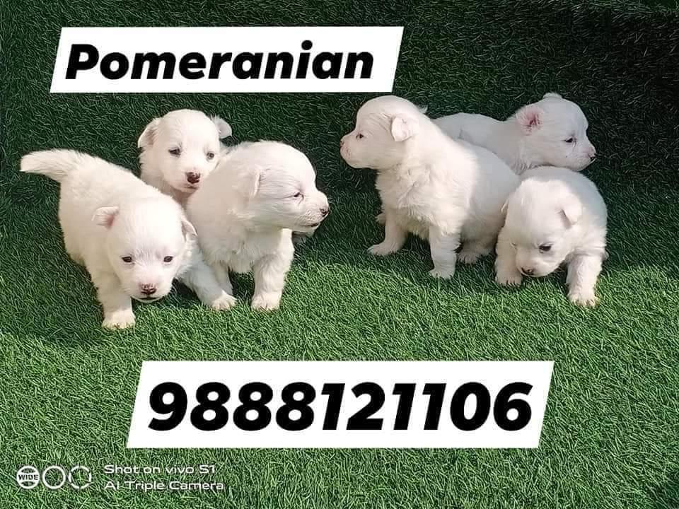 Pomeranian puppy sale Call 9888121106 jalandhar nakodar kapurthala kartarpur phagwara