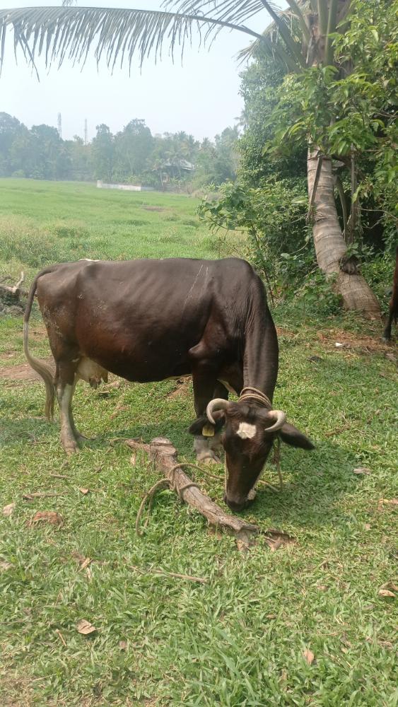 Jersy cow