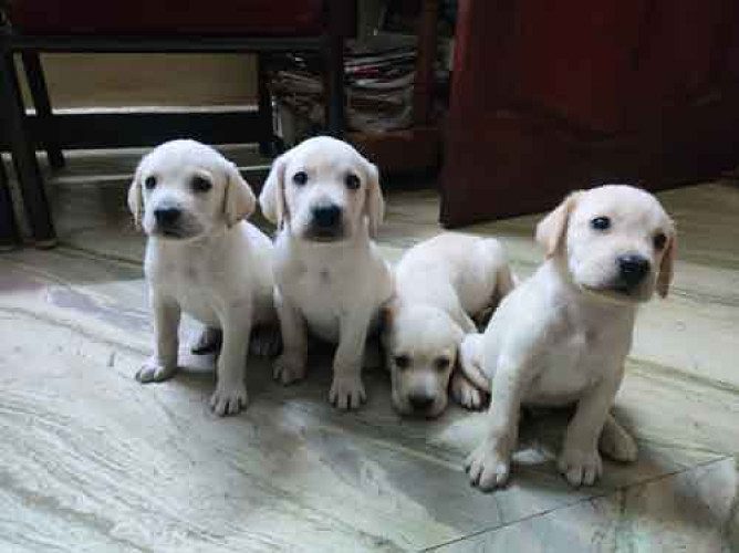 8754615589 lab PUPPIES AVAILABLE in Chennai contact