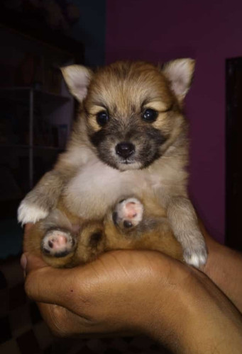 Cute toy pom puppy available  4 sale