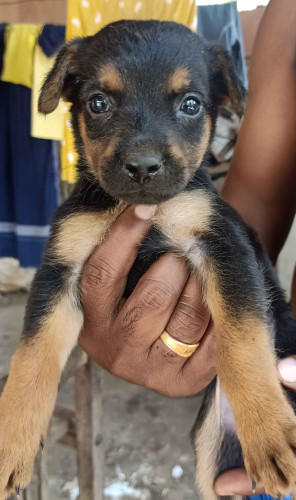 Puppy for sale