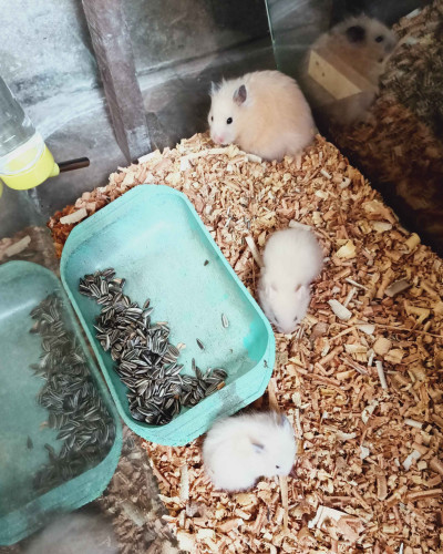 Syrian hamster