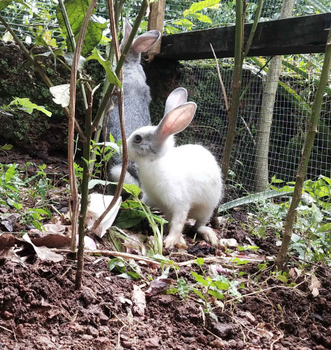 2 months old rabbits