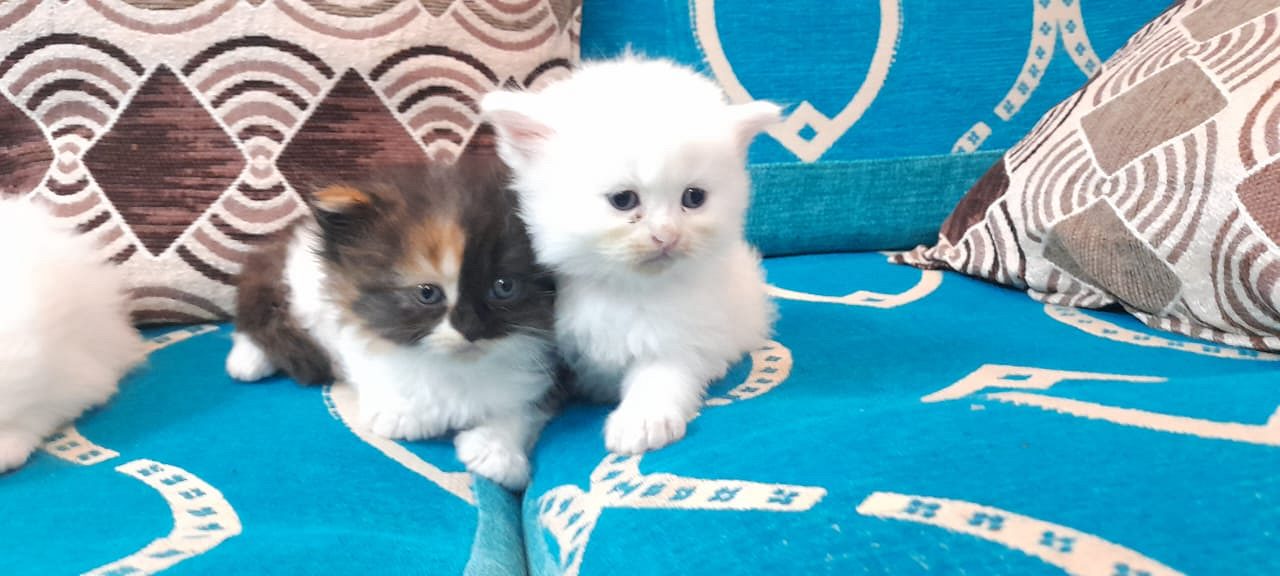 Adorable female kittens for sale