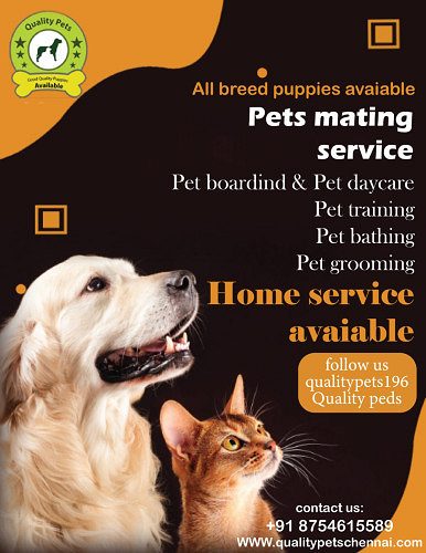 All breed puppies available pet boarding service available pet mating services available 8754615589