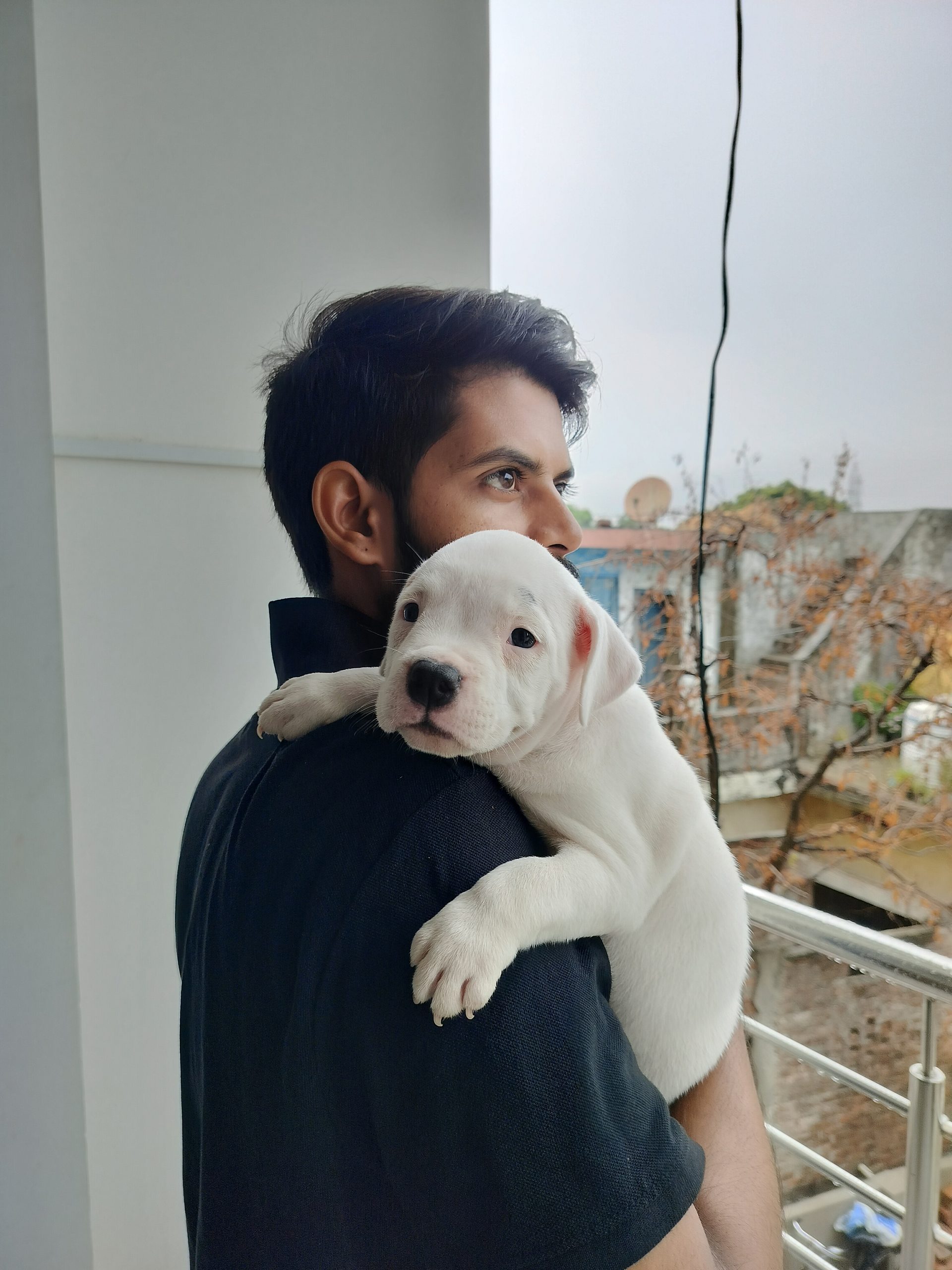 American bully female puppies good quality