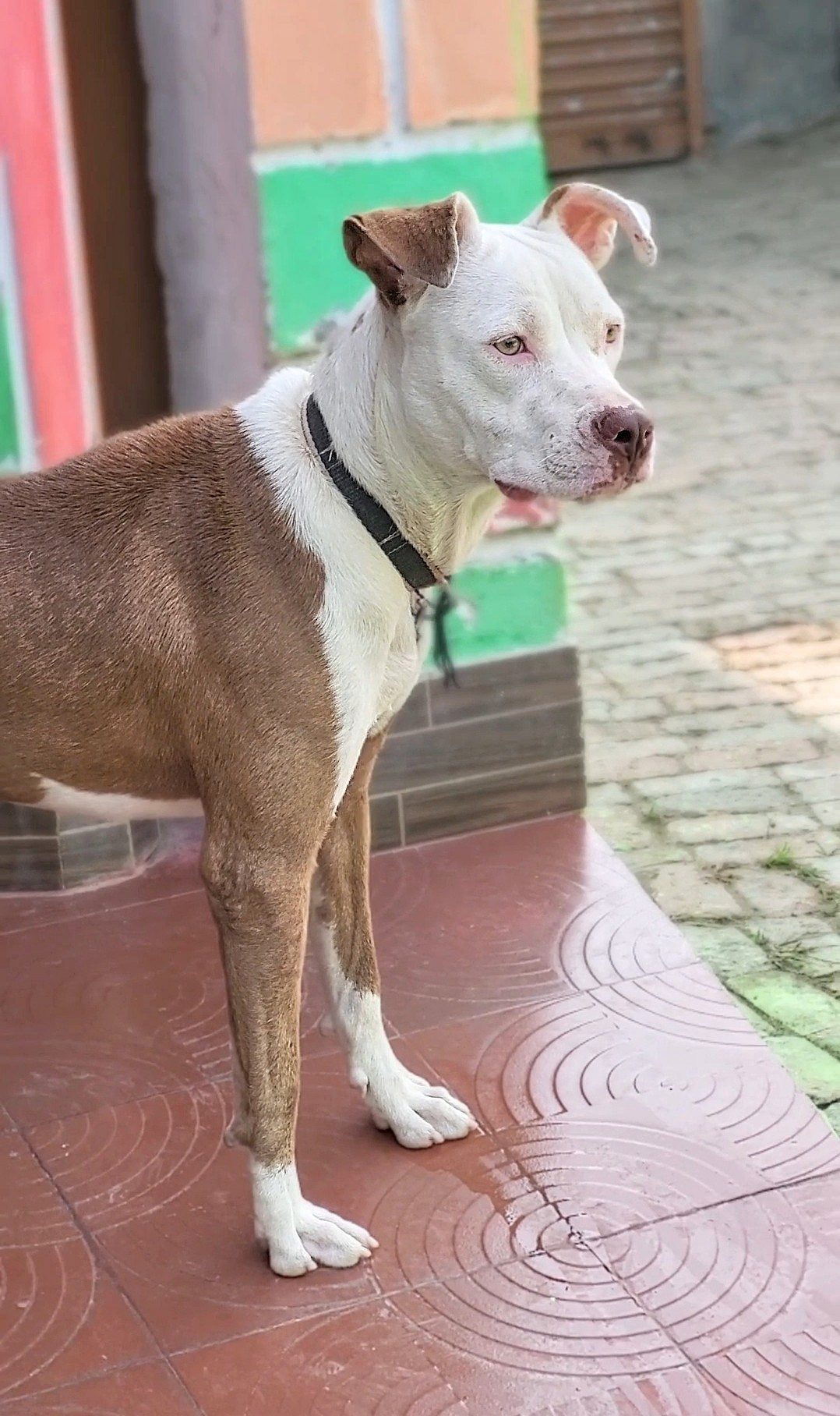 American Bully Female